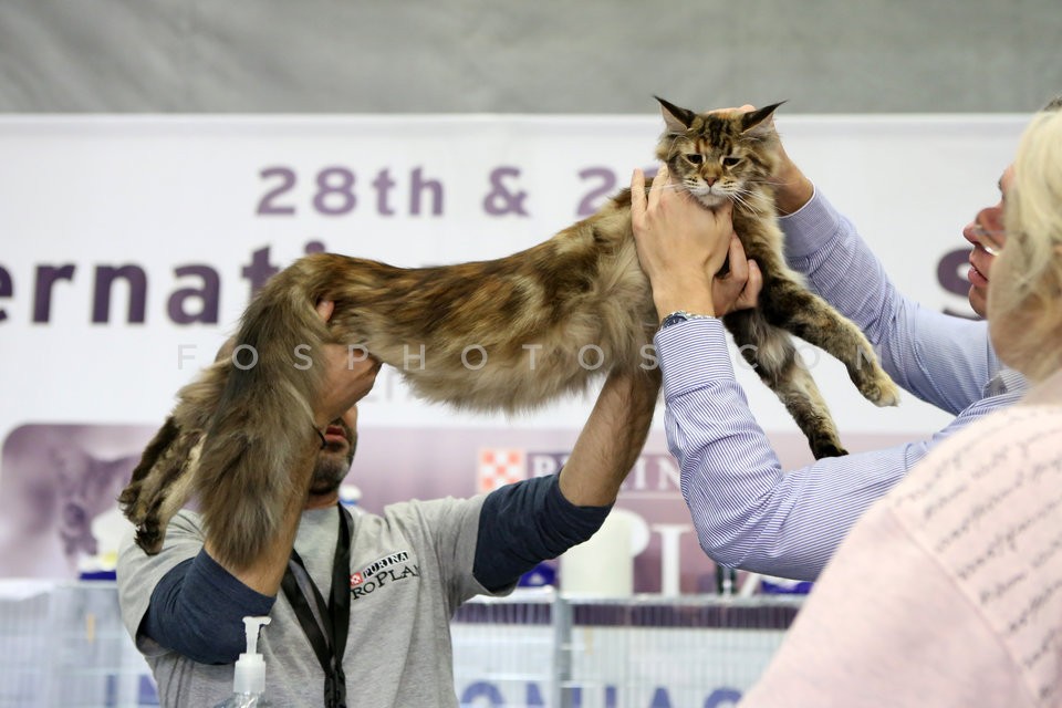 28th International Cat Show  / 28η Εκθεση μορφολογίας γάτας