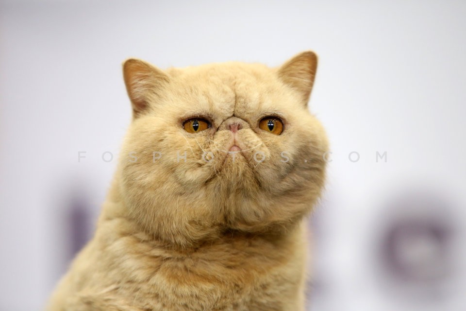 28th International Cat Show  / 28η Εκθεση μορφολογίας γάτας