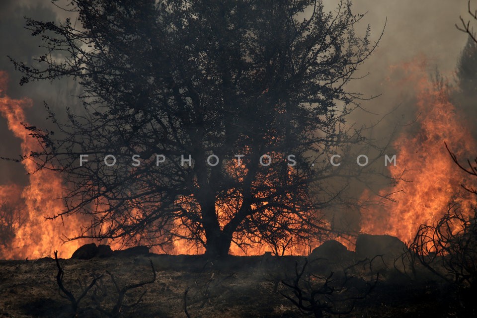 Greece Forest Fire / Φωτιά στην Ανατολική Αττική