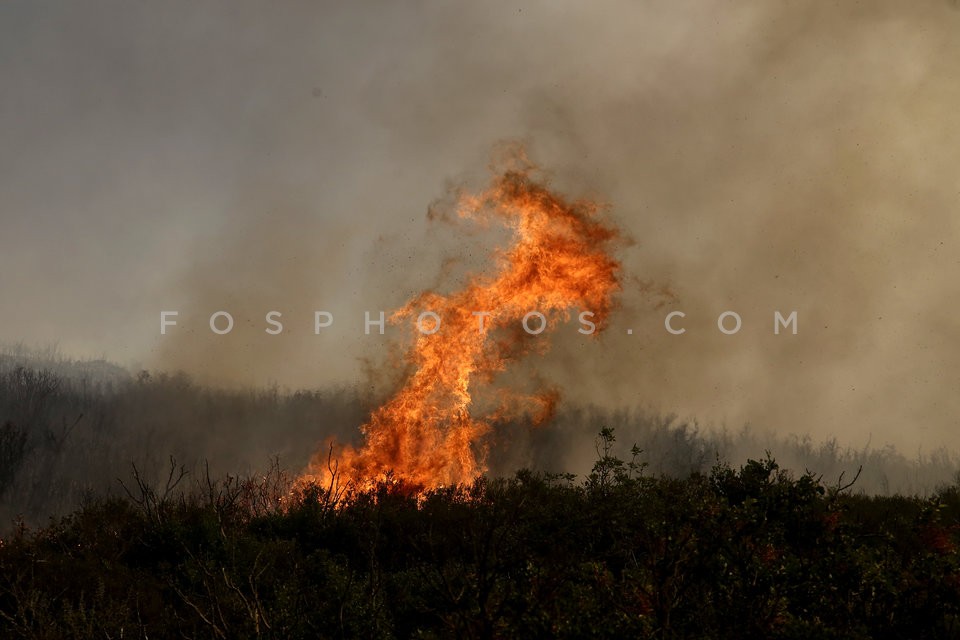 Greece Forest Fire / Φωτιά στην Ανατολική Αττική