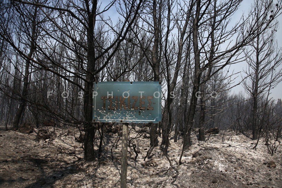 Greece Forest Fire / Φωτιά στην Ανατολική Αττική