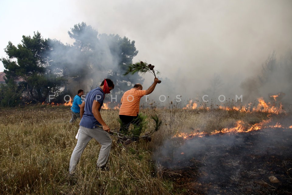 Greece Forest Fire / Φωτιά στην Ανατολική Αττική