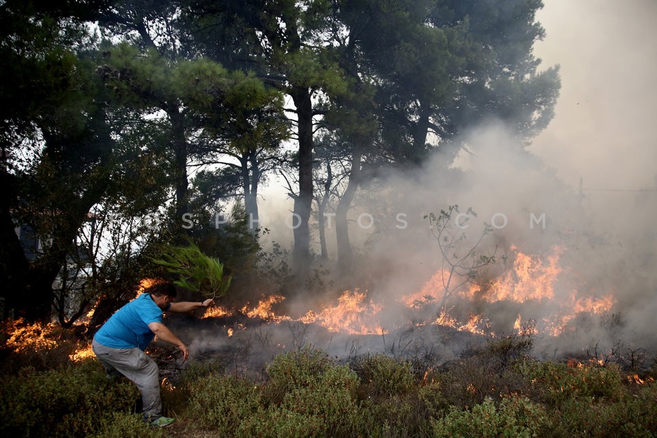 Greece Forest Fire / Φωτιά στην Ανατολική Αττική