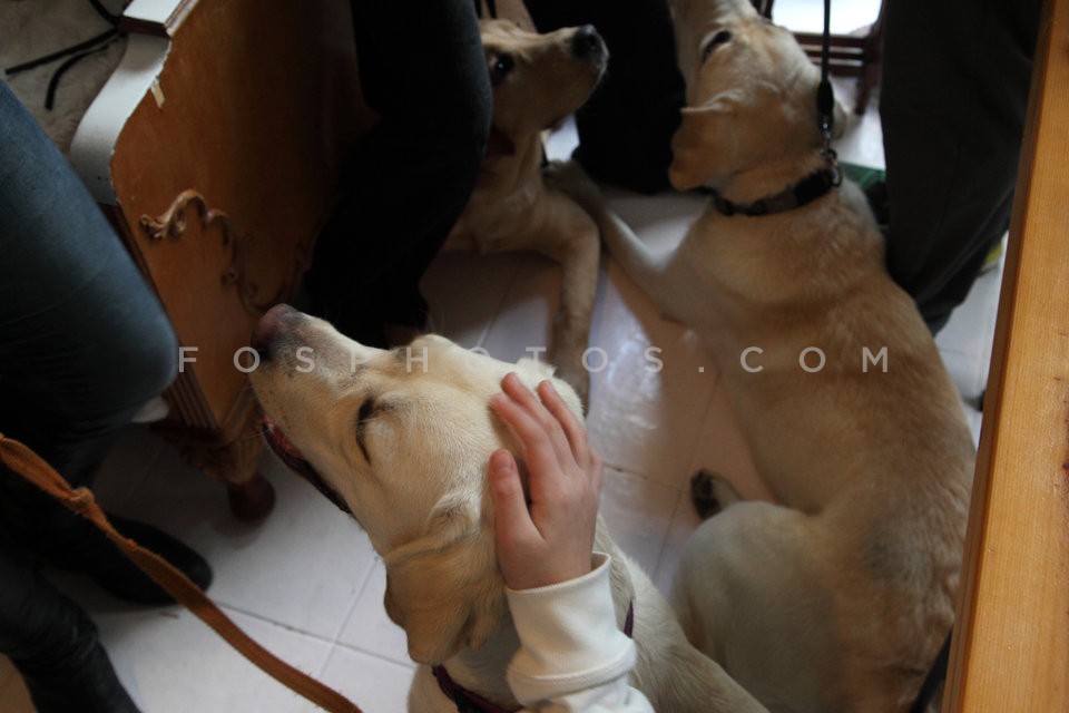05_guide_dogs_IMG_8876