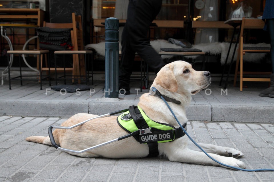 05_guide_dogs_IMG_9032