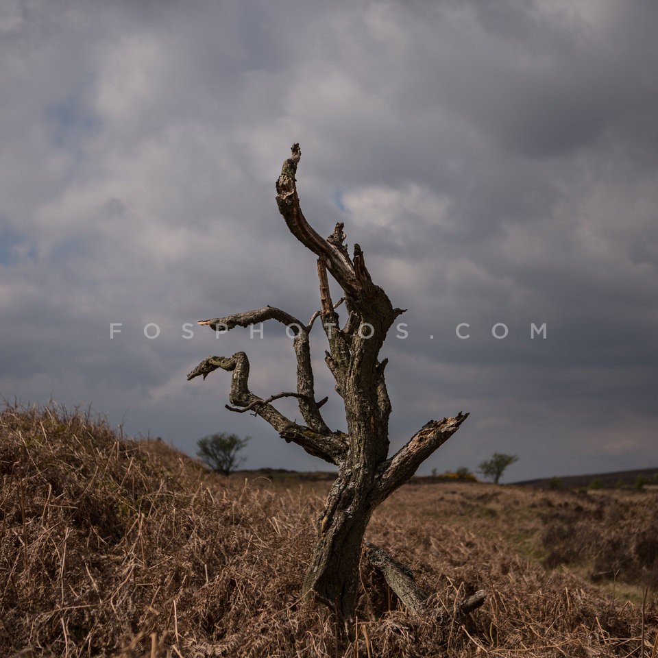 Trunk of a tree ON a hill in Northern England / Κούτσουρο δέντρου σε πλαγία ενός λόφου στην Βόρεια Αγγλία