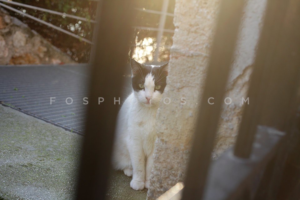 05ninelives_MG_9763