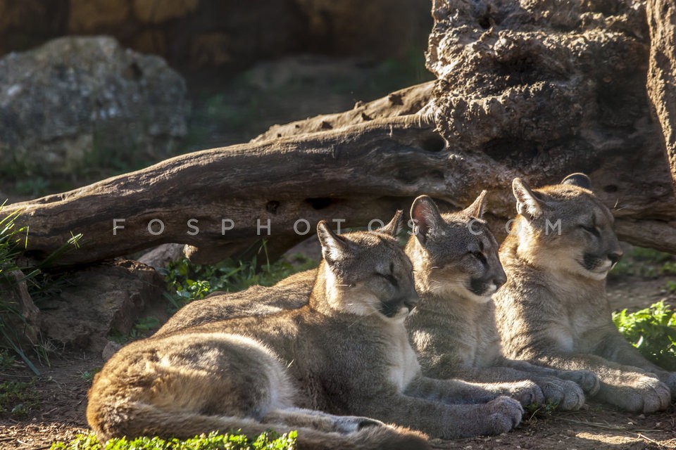 31_attika_zoo (28)