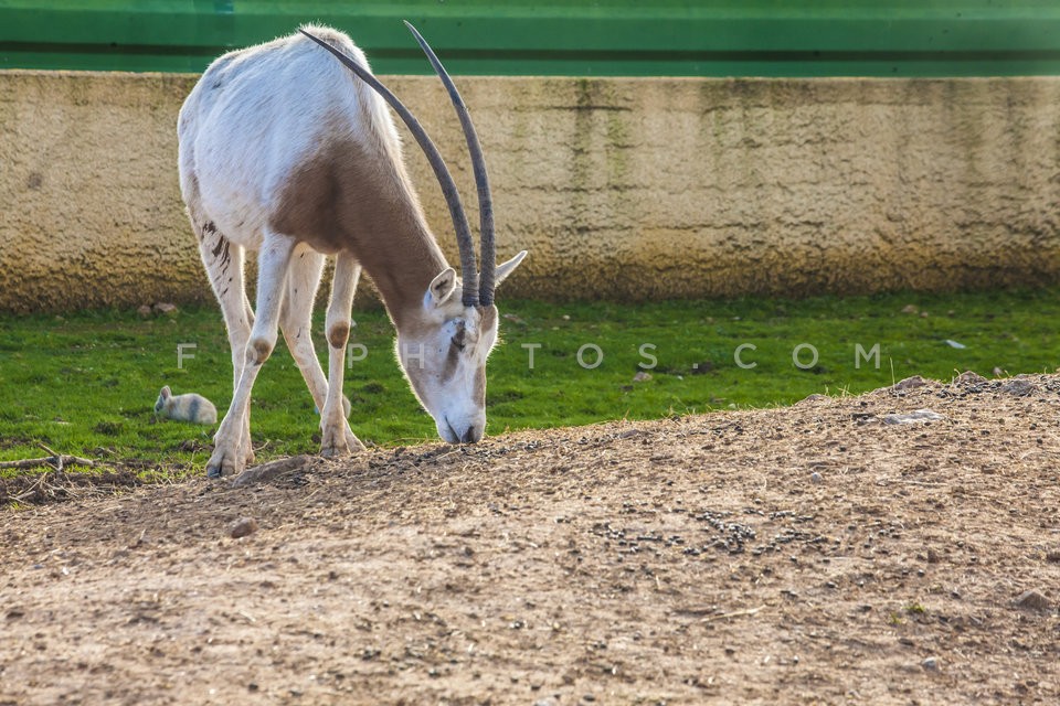 31_attika_zoo (35)