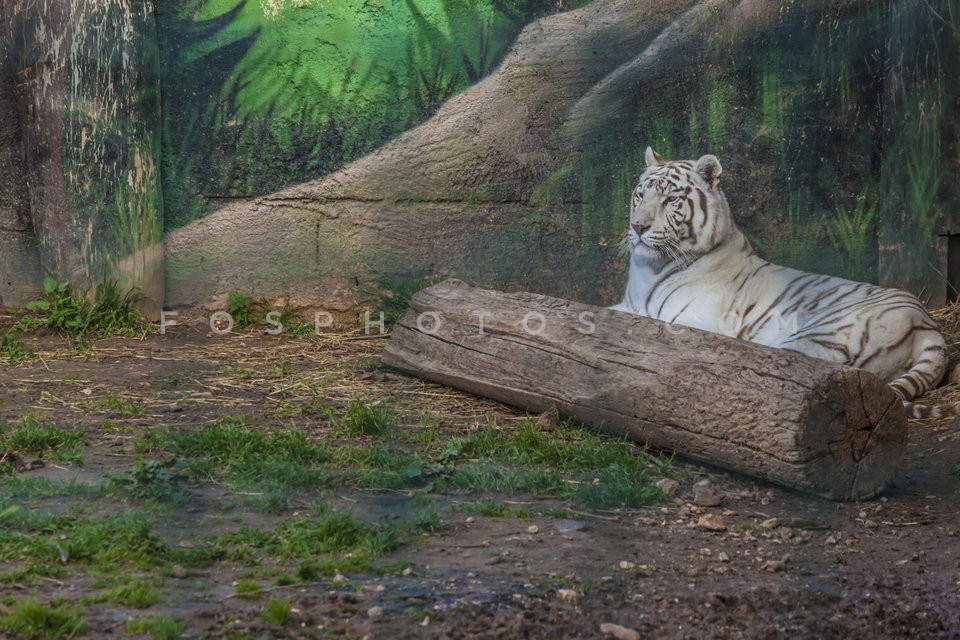 31_attika_zoo (36)