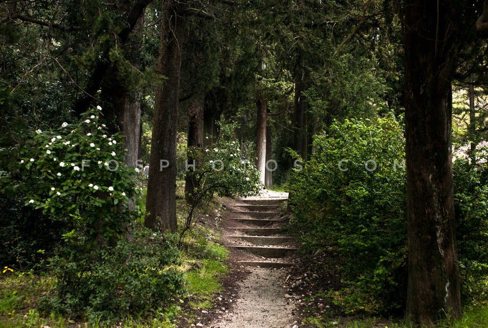 Tatoi / Τατόι