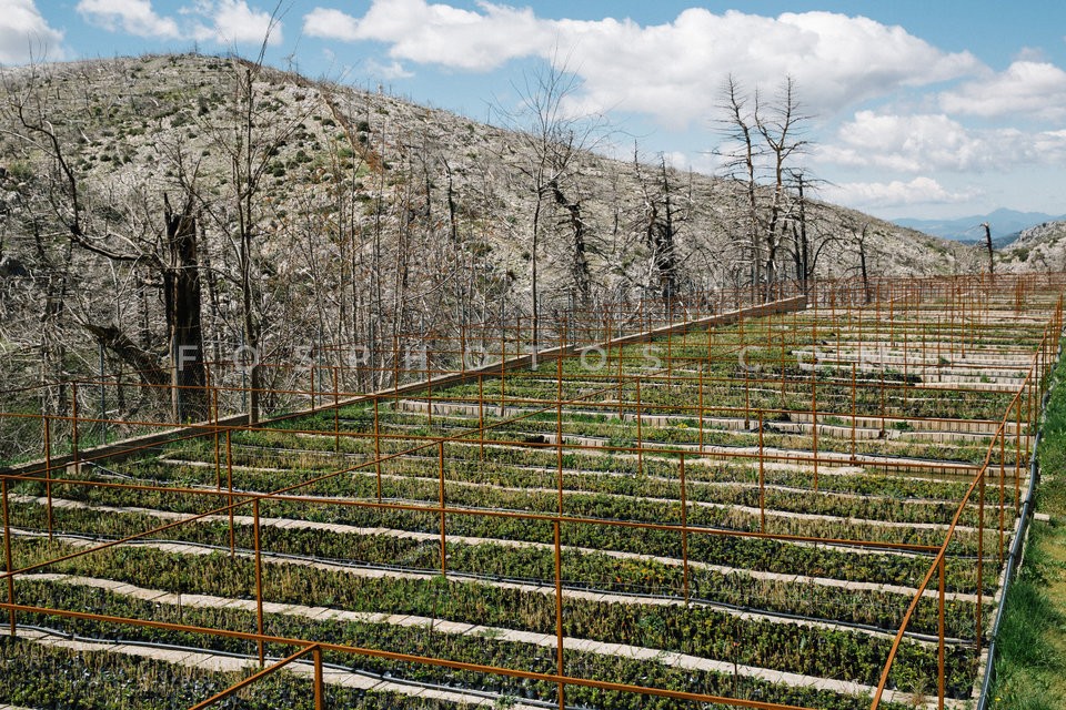 Mt Parnitha / Πάρνηθα