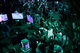 Xbox Arena Festival  / Xbox Arena Festival