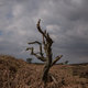 Trunk of a tree ON a hill in Northern England / Κούτσουρο δέντρου σε πλαγία ενός λόφου στην Βόρεια Αγγλία