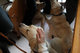 05_guide_dogs_IMG_8876