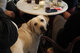 05_guide_dogs_IMG_8938