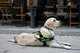 05_guide_dogs_IMG_9032
