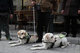 05_guide_dogs_IMG_9075
